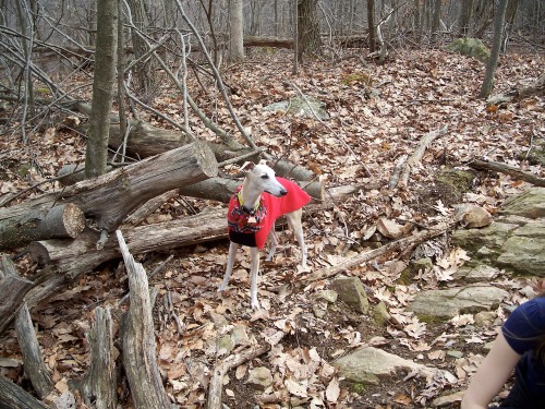 A bright coat and cowbell make it easier to track a wayward pup 